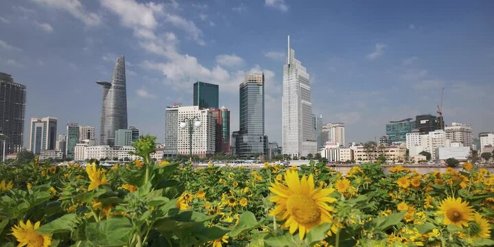 Timelapse Sunflower Garden in Thu Duc City , Ho Chi Minh City, Viet Nam 