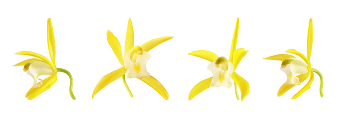 Yellow vanilla orchid flowers isolated on white