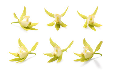 Yellow vanilla orchid flowers isolated on white
