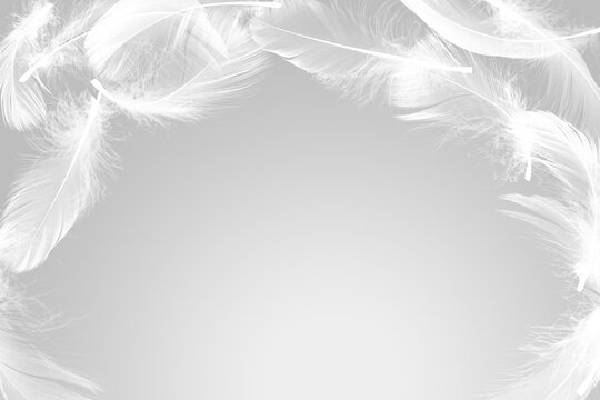 Fototapeta Fluffy bird feathers in air on grey background, space for text