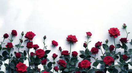 red tulips on a blue background