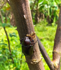Selective focus. Photo of a black  beetle on the tree in yardback home.
