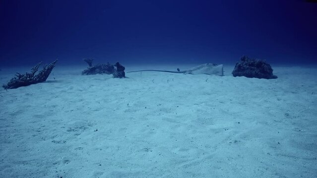 Calm and beautiful stingray laying peacefully on the sandy ocean floor.
