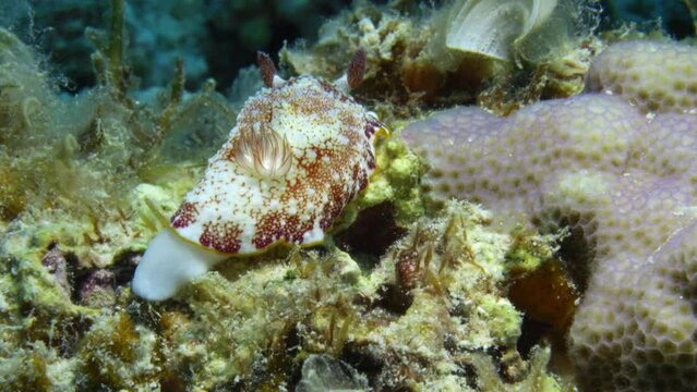 Cute white and pink Goniobranchus sp nudibranch slowly crawling on the colorful ocean floor,