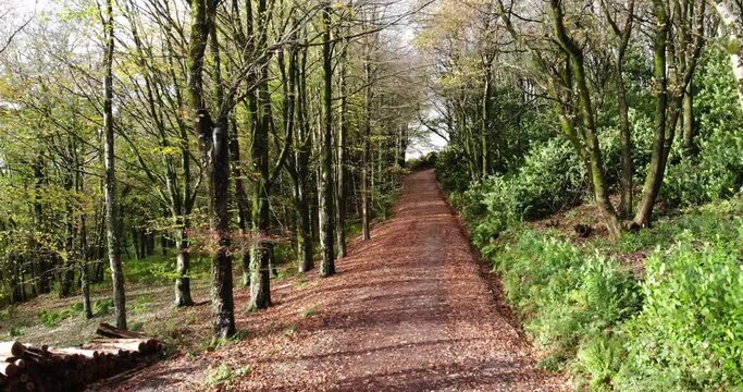 Aerial decending shot over a path through the trees on a windy Autumn day at Otterhead Lakes Devon England