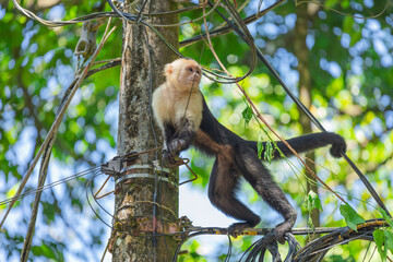 Capuchin monkey in the National Park Manuel Antonio