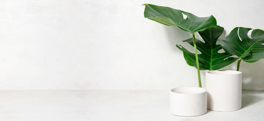 Plaster podiums and monstera leaves on white background with space for text
