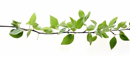 A branch from a pear tree is shown with small green leaves against a white background. The leaves appear fresh and vibrant, typical of a healthy tree in spring or summer.