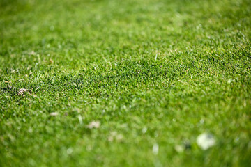 A grass spot after a chip on a golf course