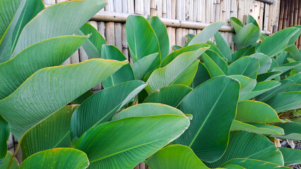 Calathea lutea on bamboo background, also known as Cigar Calathea or Cuban Cigar, is a popular, 
