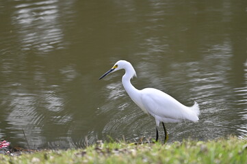 Snowy Egret
