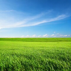 Obraz premium Landscape view of green grass field with blue sky background 