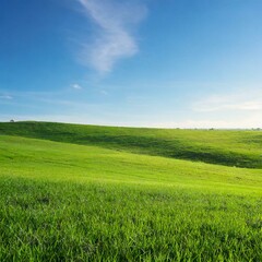 Landscape view of green grass field with blue sky background	
