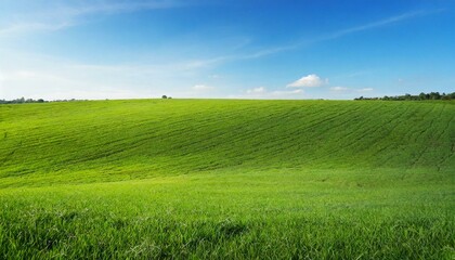 Fototapeta premium Landscape view of green grass field with blue sky background