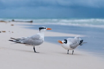 Obraz premium The royal tern (Thalasseus maximus) on the beach