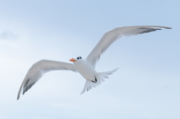 Fototapeta premium Seagull flying on the sky