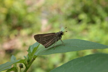 butterfly on a green leaf