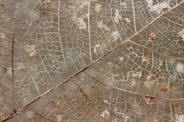 dried leaf fiber