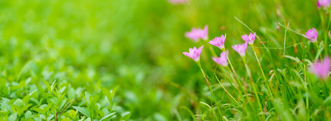 Closeup of pink flower under sunlight with copy space using as background natural plants landscape, ecology wallpaper cover page concept.