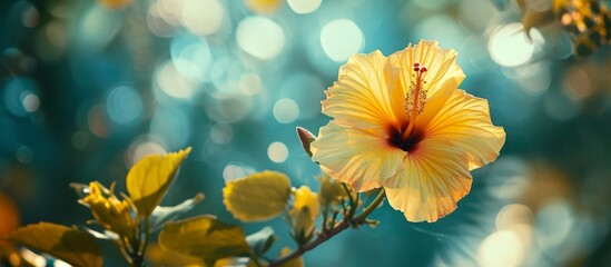 Vibrant Yellow Flower Blossoming Among Lush Green Leaves in Natural Setting