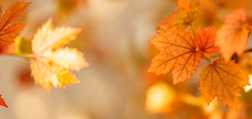 Naklejka na ściany i meble Close up of nature view orange red maple leaf under sunlight with bokeh and copy space using as background natural plants landscape, ecology wallpaper concept.