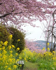 Obraz premium 春爛漫カラフル花花の田園風景 寒桜、菜の花綺麗で素敵です ベンチに座って鑑賞