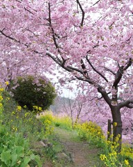 春爛漫カラフル花花の田園風景　寒桜、菜の花綺麗で素敵です