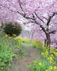 春爛漫カラフル花花の田園風景　寒桜、菜の花綺麗で素敵です