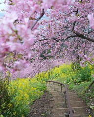 春爛漫カラフル花花の田園風景　寒桜、菜の花綺麗で素敵です