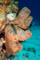 Tube sponges on the reef 