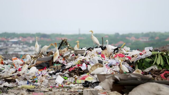 Cattle egret birds scavenging in garbage dump, ecological, environmental, disaster