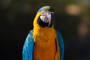 Portrait of a macaw