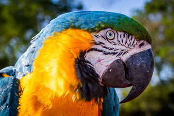 Macaw close-up from the side