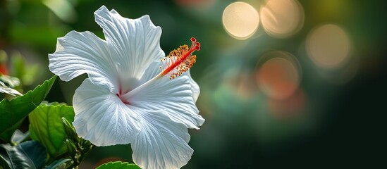 Vibrant White Flower with a Striking Red Center Blossoming Outdoors