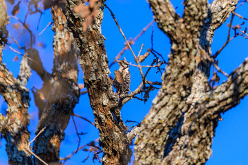 A Female Ladderback Woodpecker near Mason Texas.