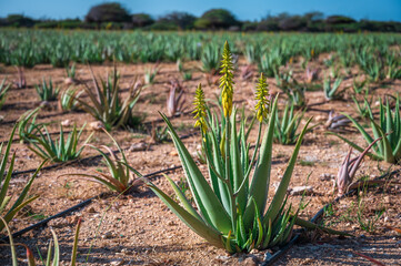 Blossoming aloe vera plant with yellow flowers in field, farm plantation at the Aruba Aloe Factory Museum and Store in the Caribbean. Photo taken in February 2024.