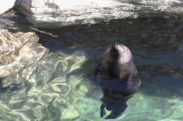 水の中で寝るアザラシ