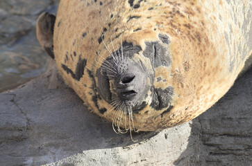 寝顔がかわいいアザラシ