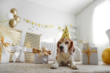 Cute Beagle dog in party hat with gifts for birthday at home