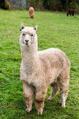 Fototapeta premium White Alpaca Standing in a Meadow
