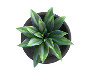 Top view of green plant in vase, Transparent background.