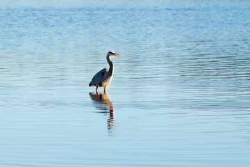 Great Blue Heron Fishing