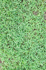 Green grass background and texture