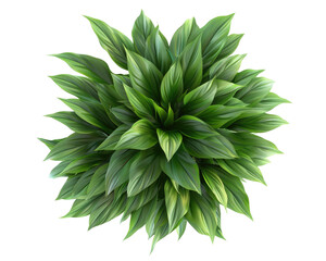 Top view of green plant on transparent background