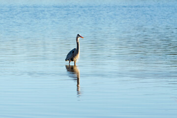 Great Blue Heron Fishing