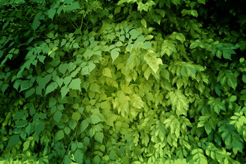 Obraz premium a street lantern with plant green wall