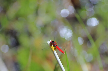 世界最小のトンボハッチョウトンボ © 直樹 市村