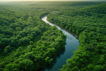 Aerial view of a forest with a river, concept of environmental preservation.