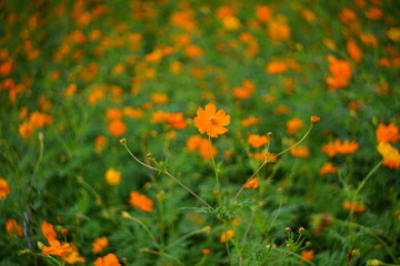 Cosmos sulphureus Cav