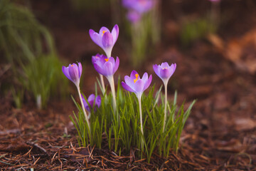 purple crocus flowers in spring bloom 